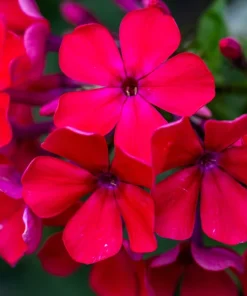 800 Red Drummond Phlox Seeds - Texas Pride Flower Seeds - Phlox Drummondii - Image 5