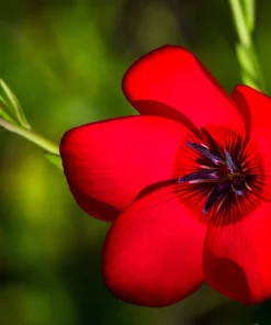 800 Red Drummond Phlox Seeds - Texas Pride Flower Seeds - Phlox Drummondii - Image 6