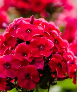 800 Red Drummond Phlox Seeds - Texas Pride Flower Seeds - Phlox Drummondii - Image 7