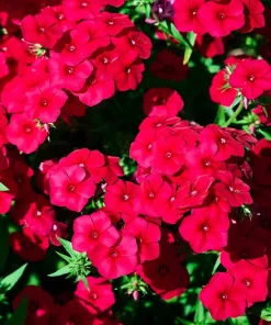 800 Red Drummond Phlox Seeds - Texas Pride Flower Seeds - Phlox Drummondii - Image 8