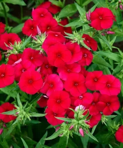 800 Red Drummond Phlox Seeds - Texas Pride Flower Seeds - Phlox Drummondii - Image 9