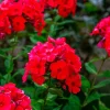 800 Red Drummond Phlox Seeds - Texas Pride Flower Seeds - Phlox Drummondii - Image 1