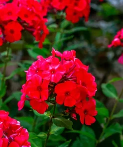 800 Red Drummond Phlox Seeds - Texas Pride Flower Seeds - Phlox Drummondii - Image 1