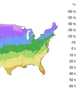 8000+ Giant Rattle Poppy Seeds - Papaver Somniferum Flower Seeds Annual - Image 10