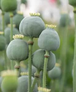 8000+ Giant Rattle Poppy Seeds - Papaver Somniferum Flower Seeds Annual - Image 2