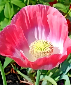 8000+ Giant Rattle Poppy Seeds - Papaver Somniferum Flower Seeds Annual - Image 3
