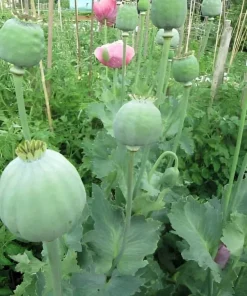 8000+ Giant Rattle Poppy Seeds - Papaver Somniferum Flower Seeds Annual - Image 4