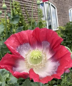 8000+ Giant Rattle Poppy Seeds - Papaver Somniferum Flower Seeds Annual - Image 6