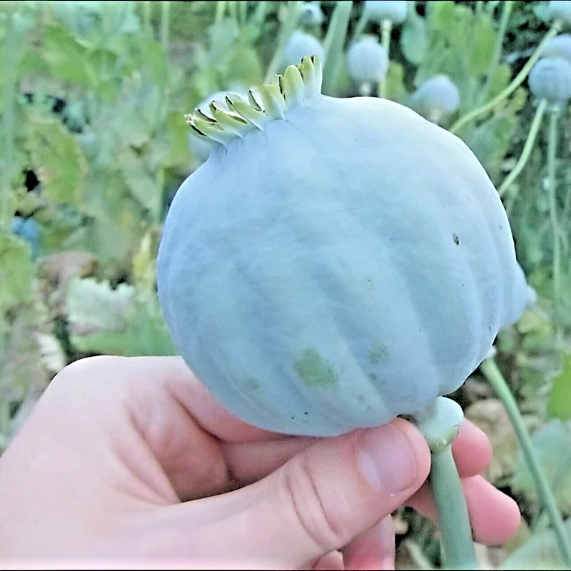 8000+ Giant Rattle Poppy Seeds - Papaver Somniferum Flower Seeds Annual - Image 1