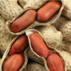 85g Jumbo Bailey Virginia Peanut Seeds for Planting - Organic, Non-GMO Vegetable Seeds - Image 1