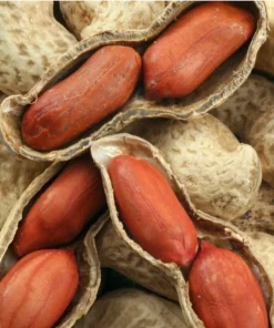 85g Jumbo Bailey Virginia Peanut Seeds for Planting - Organic, Non-GMO Vegetable Seeds - Image 1