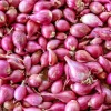 8oz Premium Red Shallot Bulbs – Strong Aroma & Bold Flavor – Gourmet Allium Bulbs for Planting - Image 1