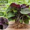 9 Purple Shiso Live Plants – Perilla Frutescens Bare Root – Indoor & Outdoor - Image 1