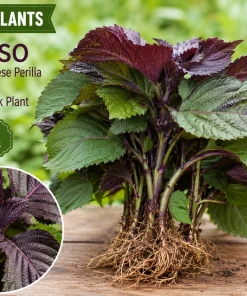 9 Purple Shiso Live Plants – Perilla Frutescens Bare Root – Indoor & Outdoor - Image 1