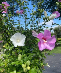9 White & Pink Rose of Sharon Hibiscus Bare Roots 4"-6" Organic Outdoor Plant - Image 2
