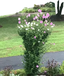 9 White & Pink Rose of Sharon Hibiscus Bare Roots 4