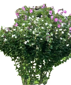 9 White & Pink Rose of Sharon Hibiscus Bare Roots 4