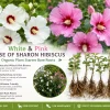 9 White & Pink Rose of Sharon Hibiscus Bare Roots 4"-6" Organic Outdoor Plant - Image 1