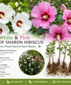 9 White & Pink Rose of Sharon Hibiscus Bare Roots 4