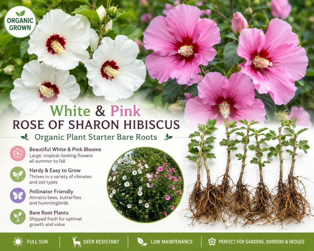 9 White & Pink Rose of Sharon Hibiscus Bare Roots 4"-6" Organic Outdoor Plant - Image 1