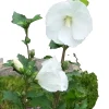 9 White Rose of Sharon Hibiscus Organic Bare Root Plants 4-6" Tall Outdoor - Image 1