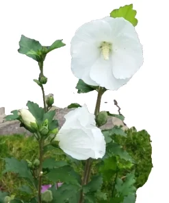 9 White Rose of Sharon Hibiscus Organic Bare Root Plants 4-6" Tall Outdoor - Image 1