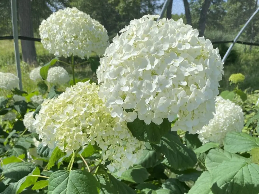 'Annabelle' Smooth Hydrangea (Hydrangea arborescens 'Annabelle')