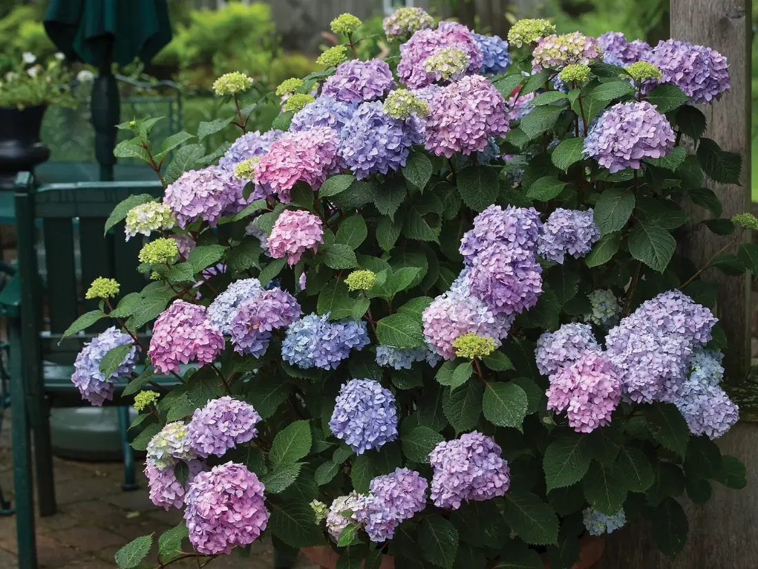 'BloomStruck'® Bigleaf Hydrangea (Hydrangea macrophylla 'PIIHM-II')