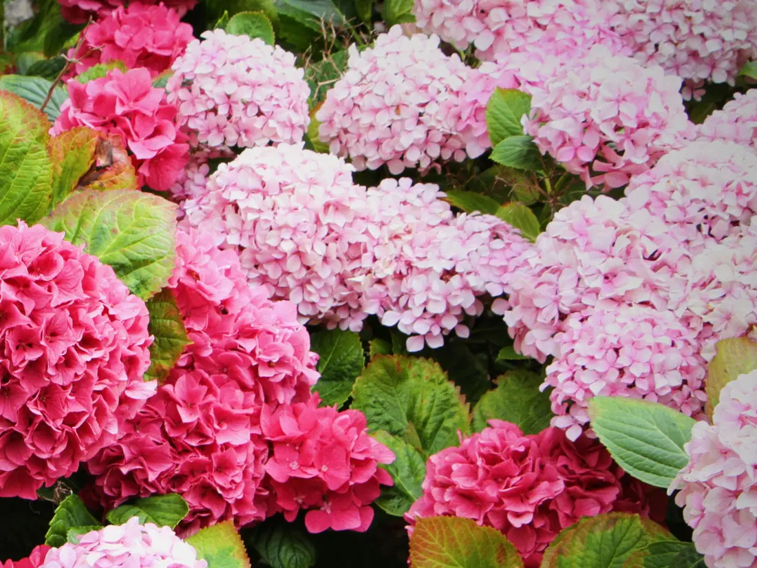 Endless Summer® 'Original' (Hydrangea macrophylla 'Bailmer')