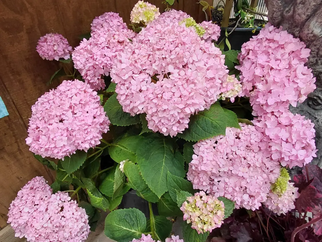 'Penny Mac' Bigleaf Hydrangea (Hydrangea macrophylla 'Penny Mac')