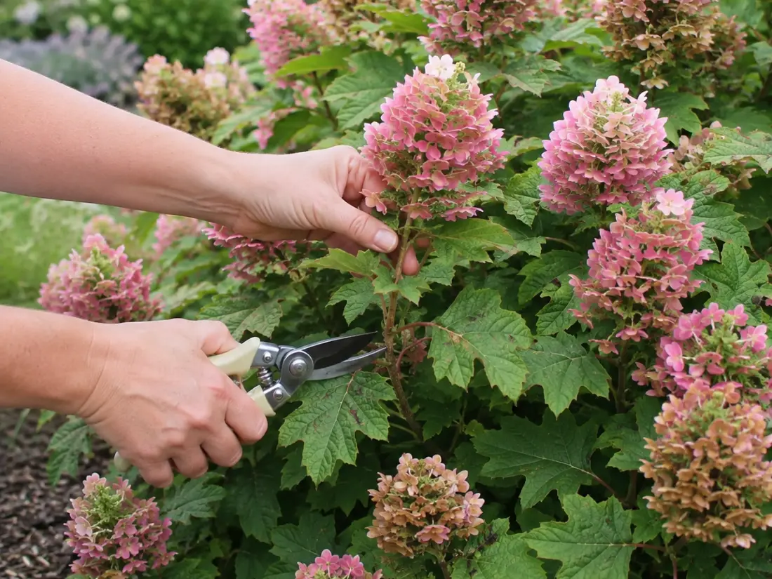 Pruning Ruby Slipper Oakleaf Hydrangea