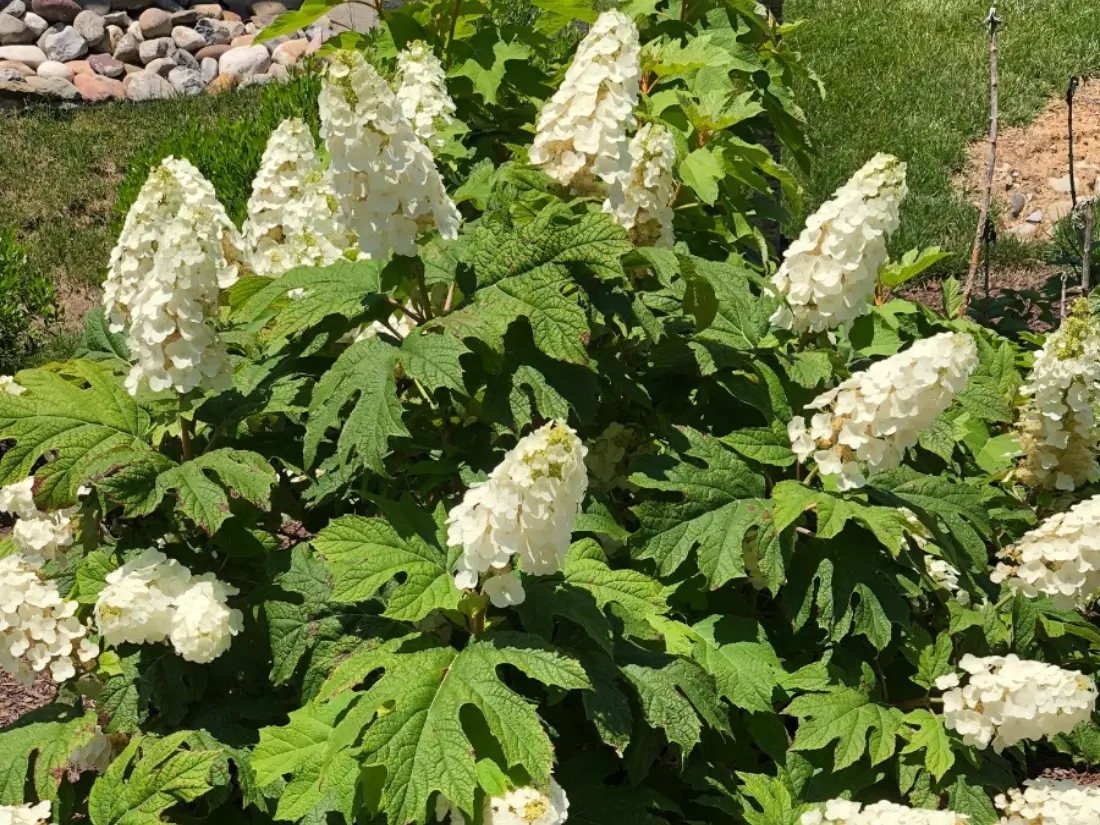'Snow Queen' Oakleaf Hydrangea (Hydrangea quercifolia 'Snow Queen')