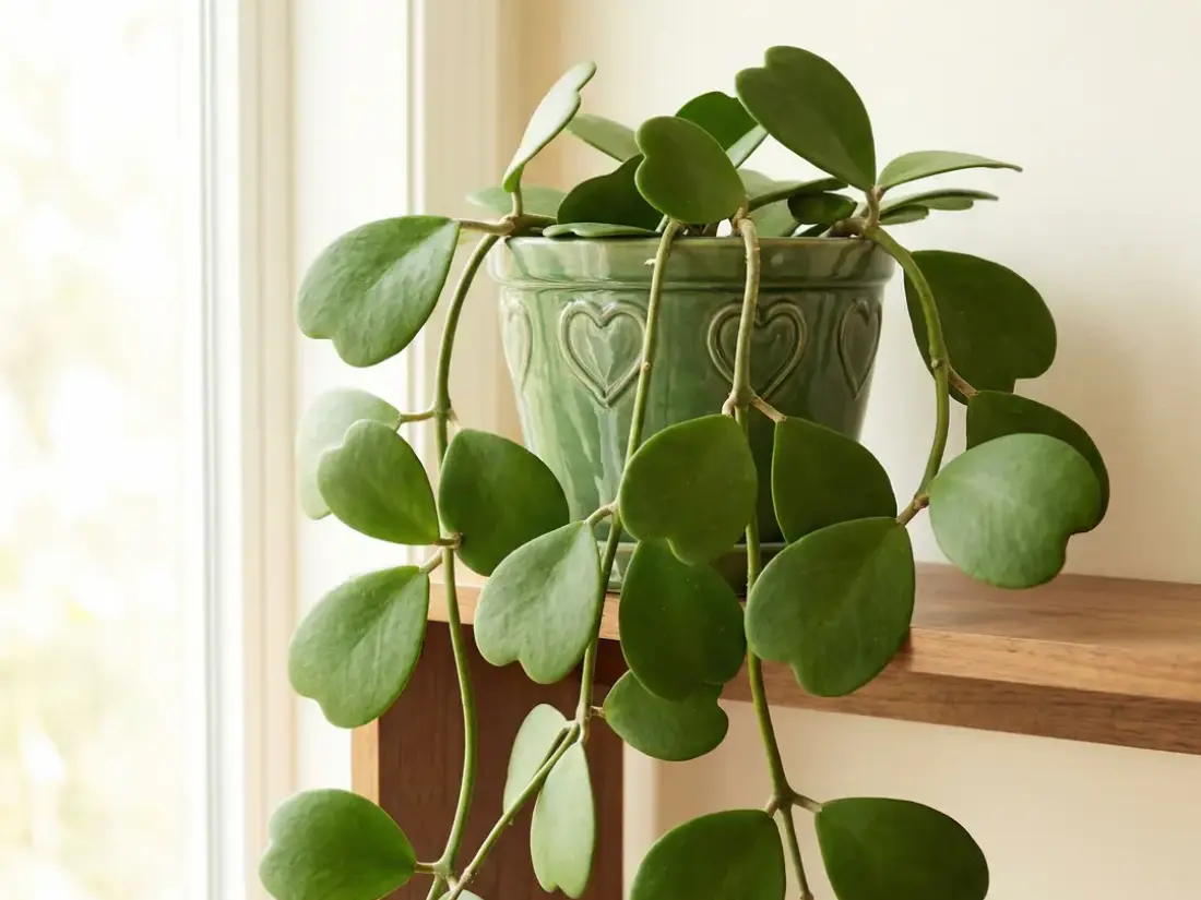 Sweetheart Hoya plant