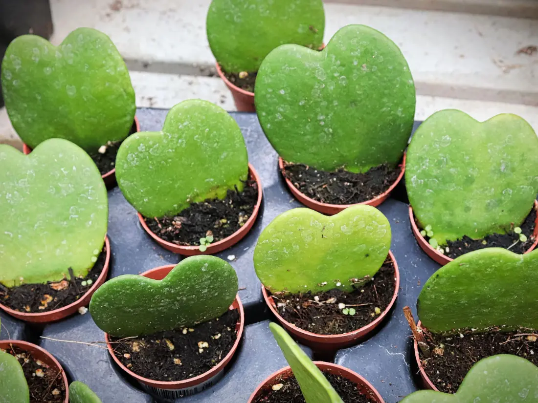 Sweetheart Hoya grows better in a pot that fits its root system.