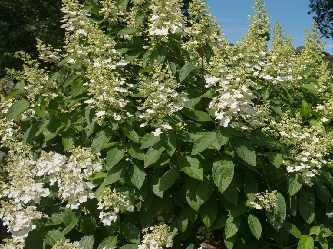 'Tardiva' Panicle Hydrangea (Hydrangea paniculata 'Tardiva')