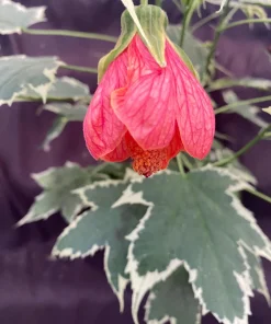 Abutilon pictum Variegata Live Plant - Variegated Chinese Lantern in 3 Inch Pot - Image 2