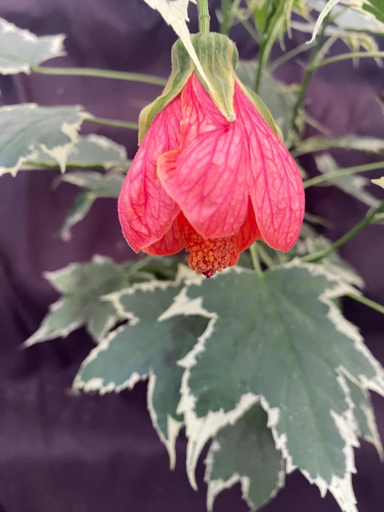 Abutilon pictum Variegata Live Plant - Variegated Chinese Lantern in 3 Inch Pot - Image 2
