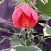 Abutilon pictum Variegata Live Plant - Variegated Chinese Lantern in 3 Inch Pot - Image 1