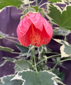 Abutilon pictum Variegata Live Plant - Variegated Chinese Lantern in 3 Inch Pot - Image 1
