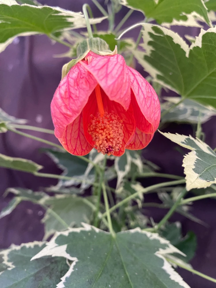Abutilon pictum Variegata Live Plant - Variegated Chinese Lantern in 3 Inch Pot - Image 1