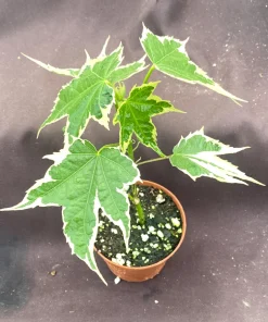 Abutilon pictum Variegata Live Plant - Variegated Chinese Lantern in 3 Inch Pot - Image 3