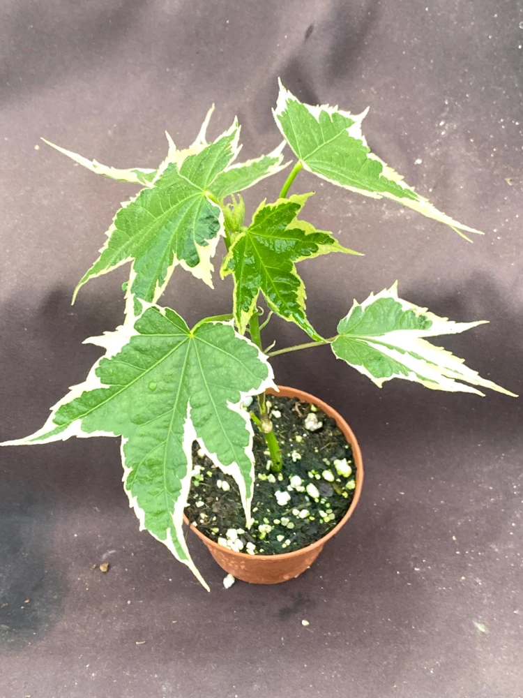 Abutilon pictum Variegata Live Plant - Variegated Chinese Lantern in 3 Inch Pot - Image 3