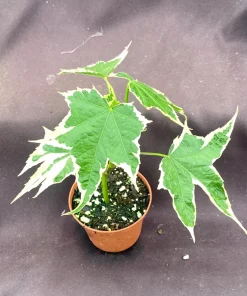 Abutilon pictum Variegata Live Plant - Variegated Chinese Lantern in 3 Inch Pot - Image 4