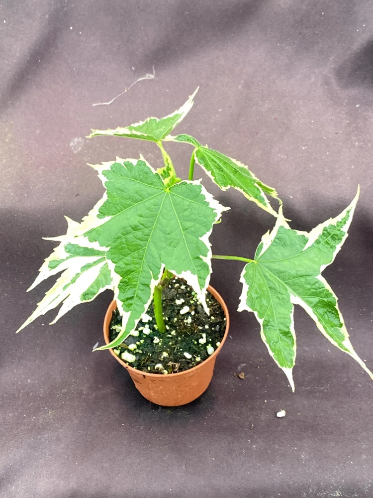 Abutilon pictum Variegata Live Plant - Variegated Chinese Lantern in 3 Inch Pot - Image 4