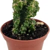 Acanthocereus Tetragonus Night Blooming Cactus Live Plant 2.5" Pot - Image 1