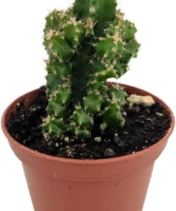 Acanthocereus Tetragonus Night Blooming Cactus Live Plant 2.5