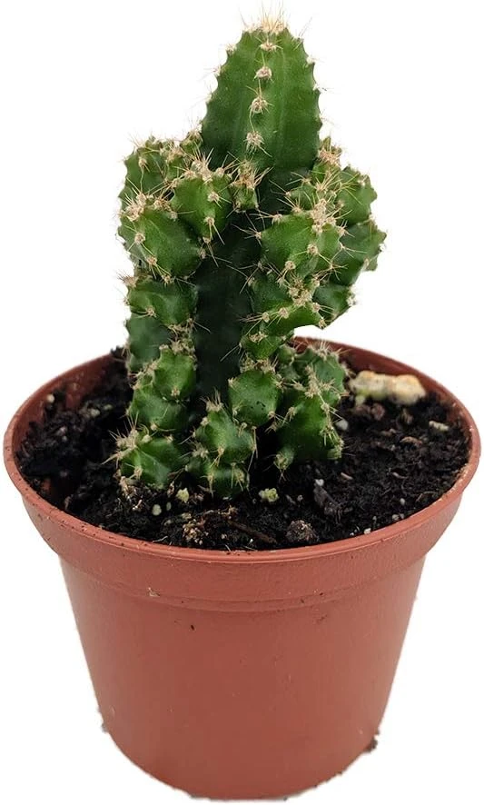 Acanthocereus Tetragonus Night Blooming Cactus Live Plant 2.5" Pot - Image 1