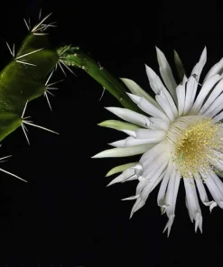 Acanthocereus Tetragonus Night Blooming Cactus Live Plant 2.5" Pot - Image 2
