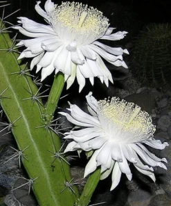 Acanthocereus Tetragonus Night Blooming Cactus Live Plant 2.5