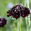 Ace of Spades Scabiosa Seeds - Gothic Perennial Flower - 50 Seeds - Image 1